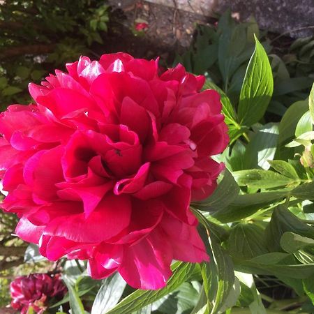 Rathmore House Bed & Breakfast Killarney Dış mekan fotoğraf